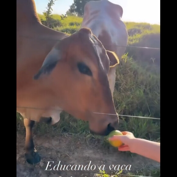 Rafaella Justus foi flagrada pela madrasta, Ana Paula Siebert, ao tentar alimentar uma vaca