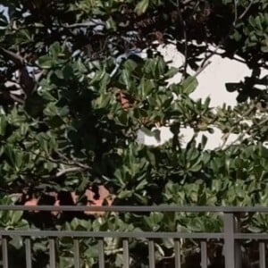 Iza está grávida de 6 meses