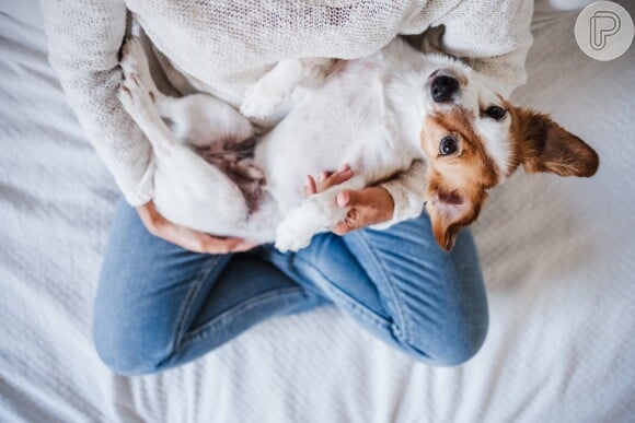 Cachorros podem aparecer em sonhos para nos alertar sobre perigos ou para nos proteger de influências negativas.
 