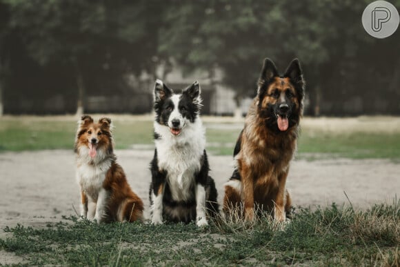 Sonhos com diferentes tipos de cachorro trazem significados diferentes: entenda a seguir