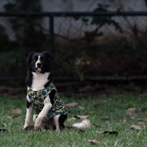 Aslam, um border colie, é um dos cachorros de Rebeca Andrade