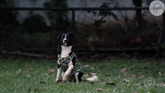 Aslam, um border colie, é um dos cachorros de Rebeca Andrade