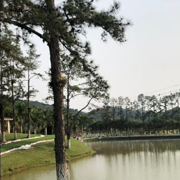 Fazenda de milhões de Pelé pode abrigar produção de bois, porcos e peixes