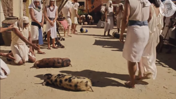 Os porcos foram vítimas da quinta praga do Egito, na novela 'Os Dez Mandamentos'