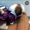 Pelo aplicativo Snapchat, Bruna Marquezine mostrou seu novo cachorro: 'Dá 'oi' aqui. Fala que você precisa de um nome'