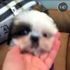 Já em casa, Bruna Marquezine filmou o novo cachorro e dilvulgou no aplicativo Snapchat: 'Mostra que você tem um olho preto e outro azul'