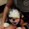 Pelo aplicativo Snapchat, Bruna Marquezine mostrou seu novo cachorro: 'Dá 'oi' aqui. Fala que você precisa de um nome'