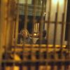 Grazi Massafera trocou beijos com um rapaz, em restaurante da Lagoa, Zona Sul do Rio de Janeiro, na madrugada desta quarta-feira, 22 de junho de 2016