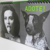 Cleo Pires estrela campanha por adoção de animais abandonados. É a segunda vez que a atriz posa para o calendário da ONG 'Ampara Animal'