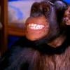 Em cena como o macaco Xico, Kate divertiu o público com suas expressões hilárias