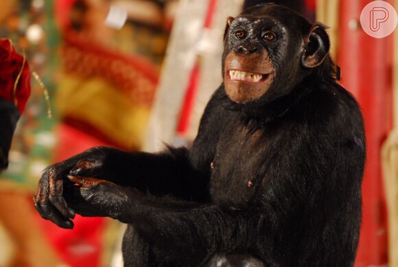 O macaco pintor Xico foi interpretado pela chipanzé Kate