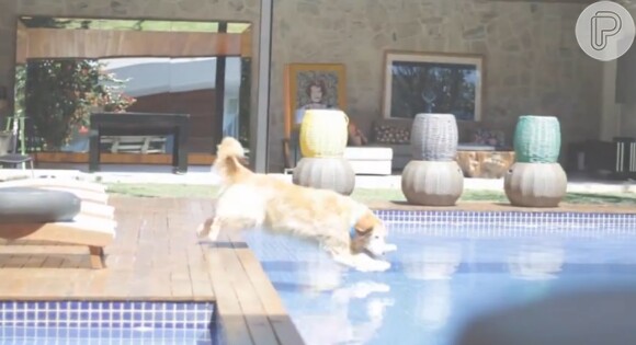 Cachorro de Bruno Gagliasso e Giovanna Ewbank pula em piscina da casa