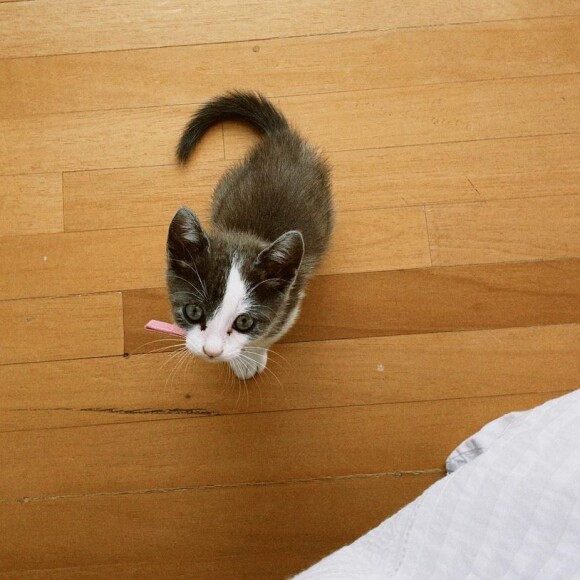 Enzo Celulari contou que vai visitar a gatinha que adotou junto com Bruna Marquezine