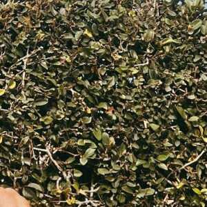 Larissa Manoela curte dia na piscina na casa de André Luiz Frambach