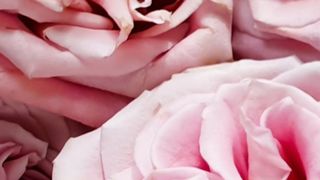 Saiba como escolher o lubrificante íntimo perfeito para ter mais prazer durante a relação