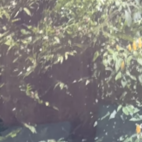 Grazi Massafera exibiu bumbum ao tomar sol 