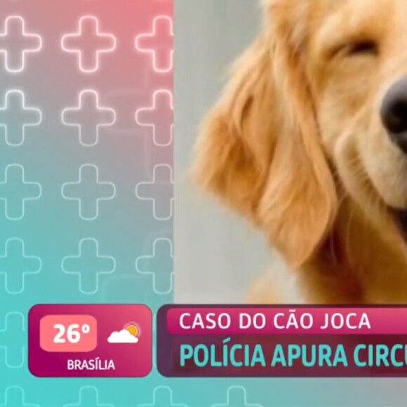 Morte do cão Joca: animal morreu ao ser transportado para voo errado por companhia aérea