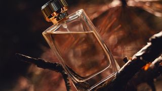 Perfume amadeirado: Como escolher a melhor fragrância da família olfativa