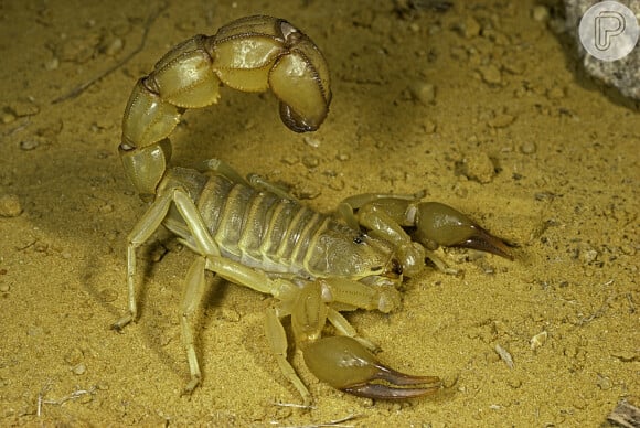 Sonhar com escorpião gigante sugere que você tem se esforçado muito para conquistar a aprovação de uma pessoa a respeito de alguma situação