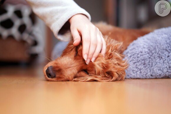 Sonhar com a morte de seu cachorro tem um significado marcante: pode sugerir uma sensação de perda em relação a essas qualidades na vida do sonhador
