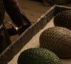 Teoria de que os ovos que apareceram em 'House of The Dragon' eram os ovos que Daenerys recebe no futuro viralizou na web