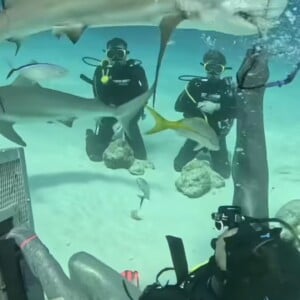 Luciano Huck e Benício se divertiram no fundo do mar enquanto eram rodeados por tubarões