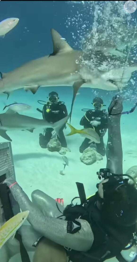 Luciano Huck e Benício se divertiram no fundo do mar enquanto eram rodeados por tubarões