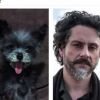 Alexandre Nero foi comparar a um cachorro por uma internauta e o ator respondeu em tom de humor: 'Obrigada, internet'