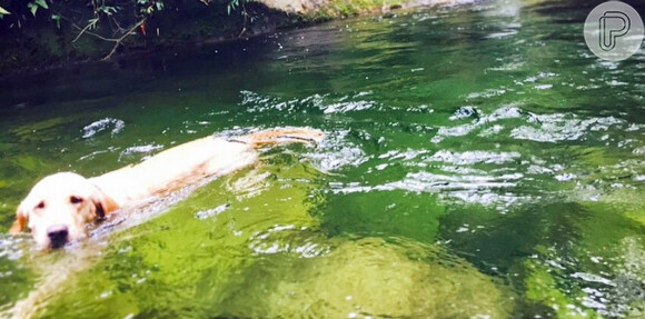 Cão Labrador de Bruno Gissoni mergulha em cachoeira ao lado do ator, neste domingo, 29 de março de 2015