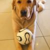Cão Labrador de Bruno Gissoni faz sucesso entre as fãs do ator ao ser fotografado com ele