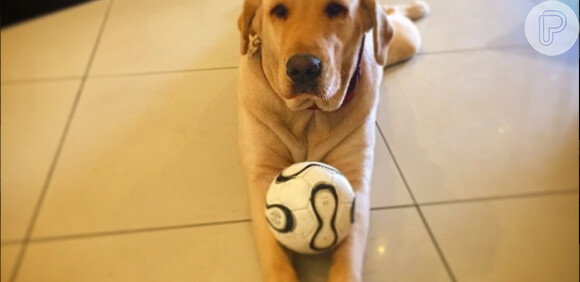 Cão Labrador de Bruno Gissoni faz sucesso entre as fãs do ator ao ser fotografado com ele