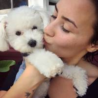 Demi Lovato lamenta a morte de seu cão, Buddy, atacado por coiote: 'Devastada'