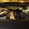 Michel (Caio Castro) e Patrícia (Maria Casadevall) começam a se beijar na rua e continuam o amasso dentro do carro, em cena de 'Amor à Vida' gravada em 23 de agosto de 2013