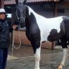 Zeca Pagodinho posa ao lado de um de seus cavalos, na fazenda onde mora em Xerém, em Duque de Caxias, na Baixada Fluminense