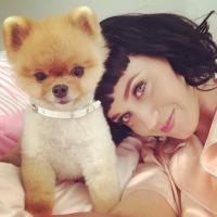 Katy Perry mostra novo corte de cabelo e se declara para cão: 'Amigos'