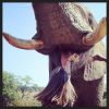 Carol Castro também publicou uma foto alimentando um elefante