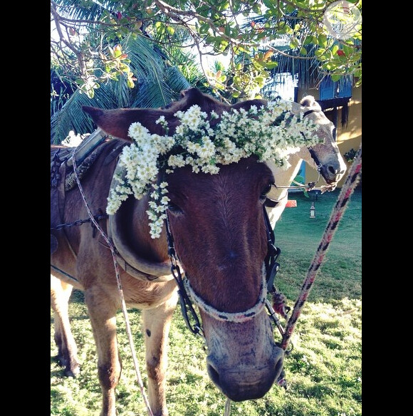 O cavalo que levou a noiva, Bia Antony, à capela de Caraíva ganhou arranjo de flores brancas na cabeça
