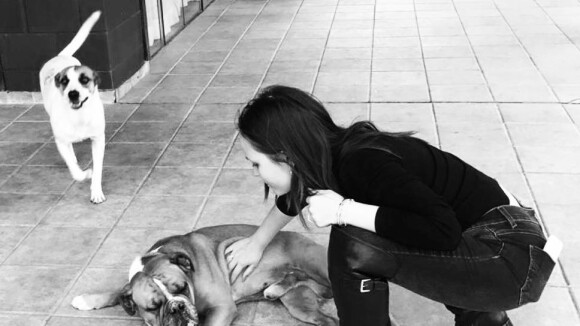 Larissa Manoela lamenta morte de um de seus cachorros: 'Foi grande companheiro'