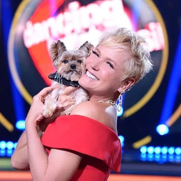 Xuxa Meneghel sinaliza erro médico em morte do cachorro Dudu nesta segunda-feira, dia 11 de fevereiro de 2019