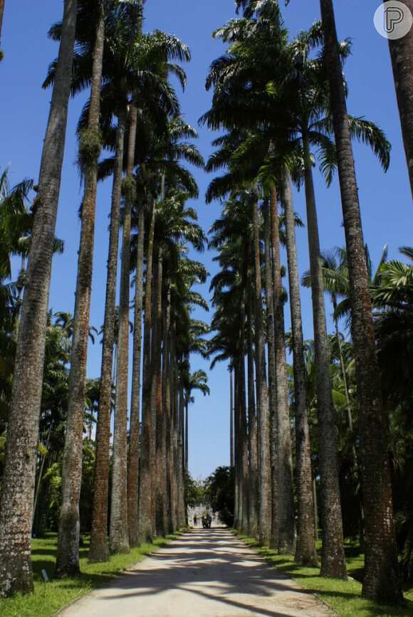O Jardim Botânico do Rio foi criado na época que o país ainda era um Império