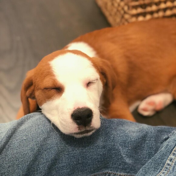 Novo pet de Bruna Marquezine se chama Amora, nome que a atriz pensou em dar para a cachorrinha Amêndoa