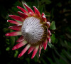 A protea é uma flor de origem sul-africana e tem um significado marcante: está associada à transformação