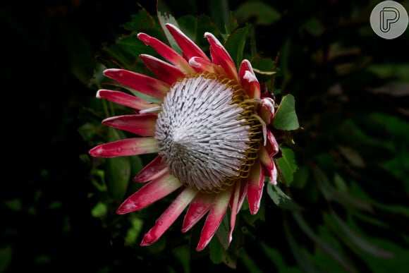 A protea é uma flor de origem sul-africana e tem um significado marcante: está associada à transformação
