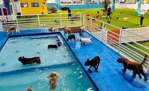 Resort de luxo para cães em Dubai pode abrigar até 300 cachorros