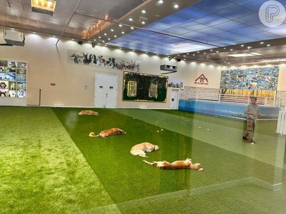 Resort de luxo para cães em Dubai oferece acomodação, comida e várias atividades