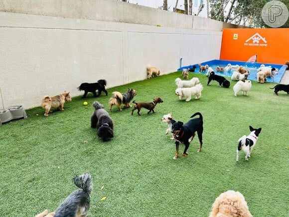 Resort de luxo para cães em Dubai possui várias áreas para os pets brincarem