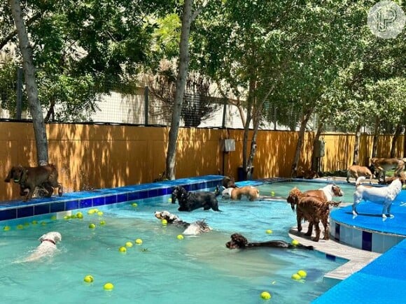 Resort de luxo para cães em Dubai tem até área de relaxamento