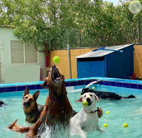 Resort de luxo para cães em Dubai possui até parque aquático