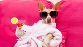 Uma vida de cão... e dos sonhos! Resort de luxo para pets em Dubai tem pacote de R$ 6 mil. Saiba mais!