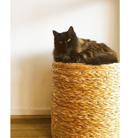 Todo pleno no colo de Rafa Kalimann, gato do namorado da atriz chamou atenção de paparazzis